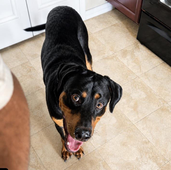 Enlarge Ace, an adopted mixed breed in Boston, MA image 3/3