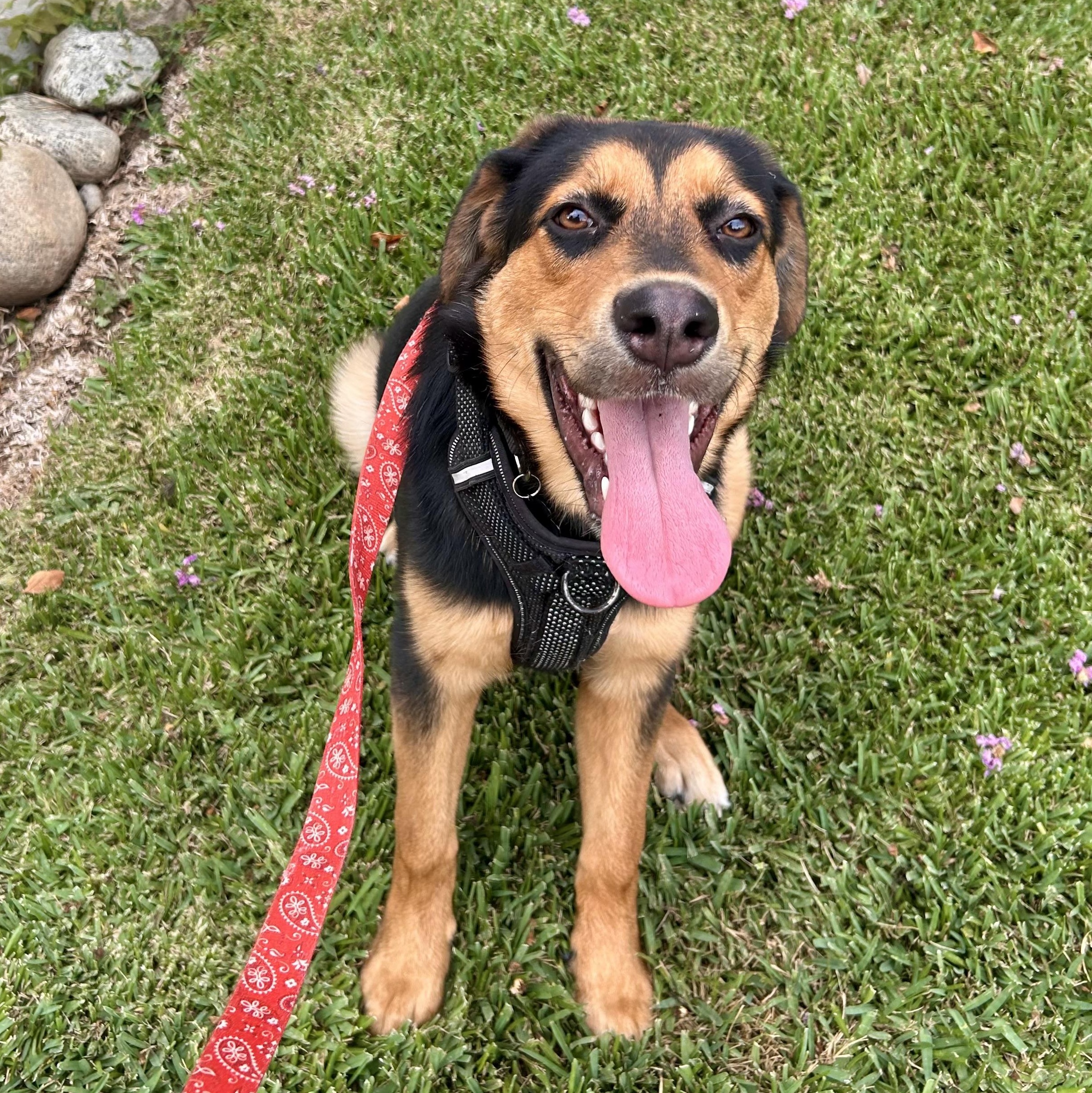Enlarge Isabella, a Adoptable mixed breed in Carlsbad, CA image 3/5