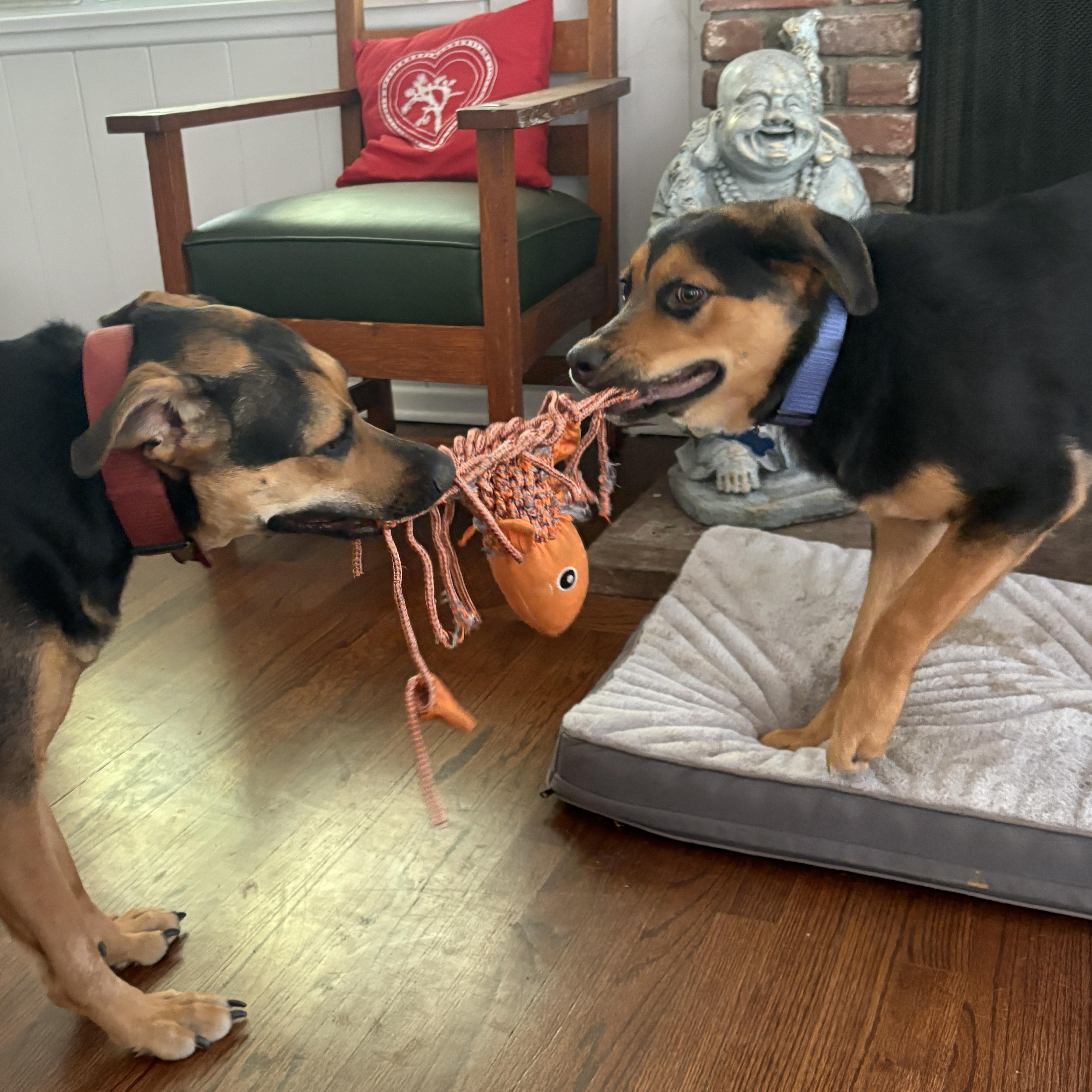 Enlarge Isabella, a Adoptable mixed breed in Carlsbad, CA image 5/5