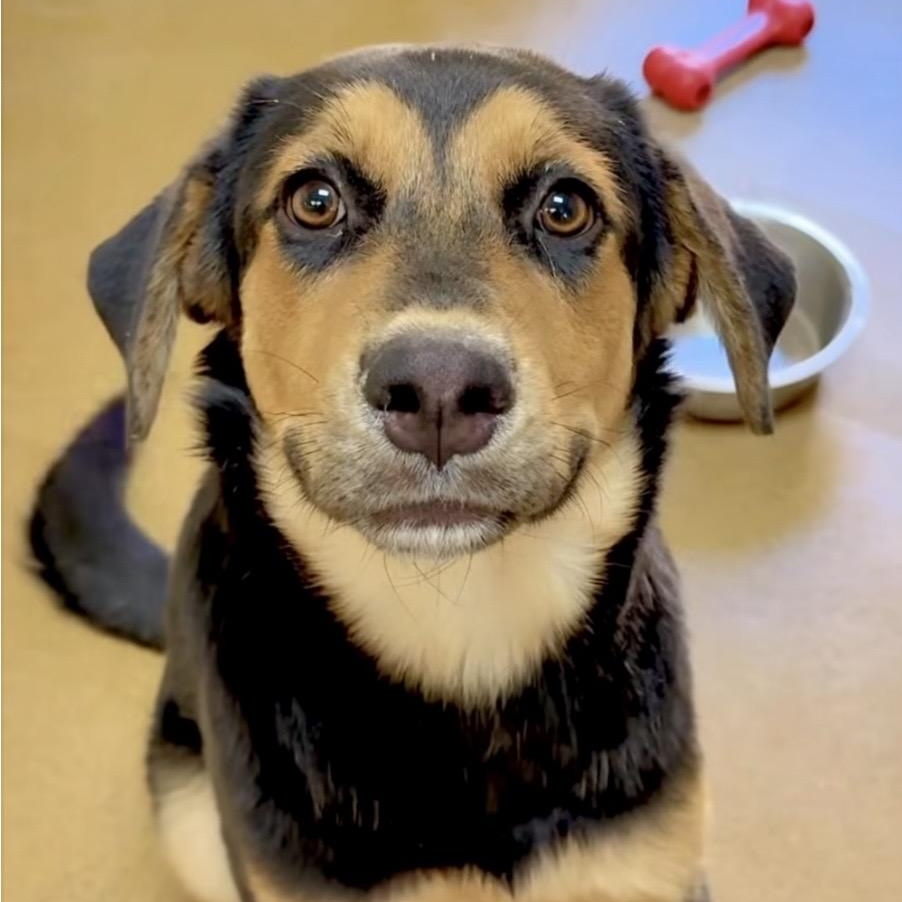 Enlarge Isabella, a Adoptable mixed breed in Carlsbad, CA image 1/5