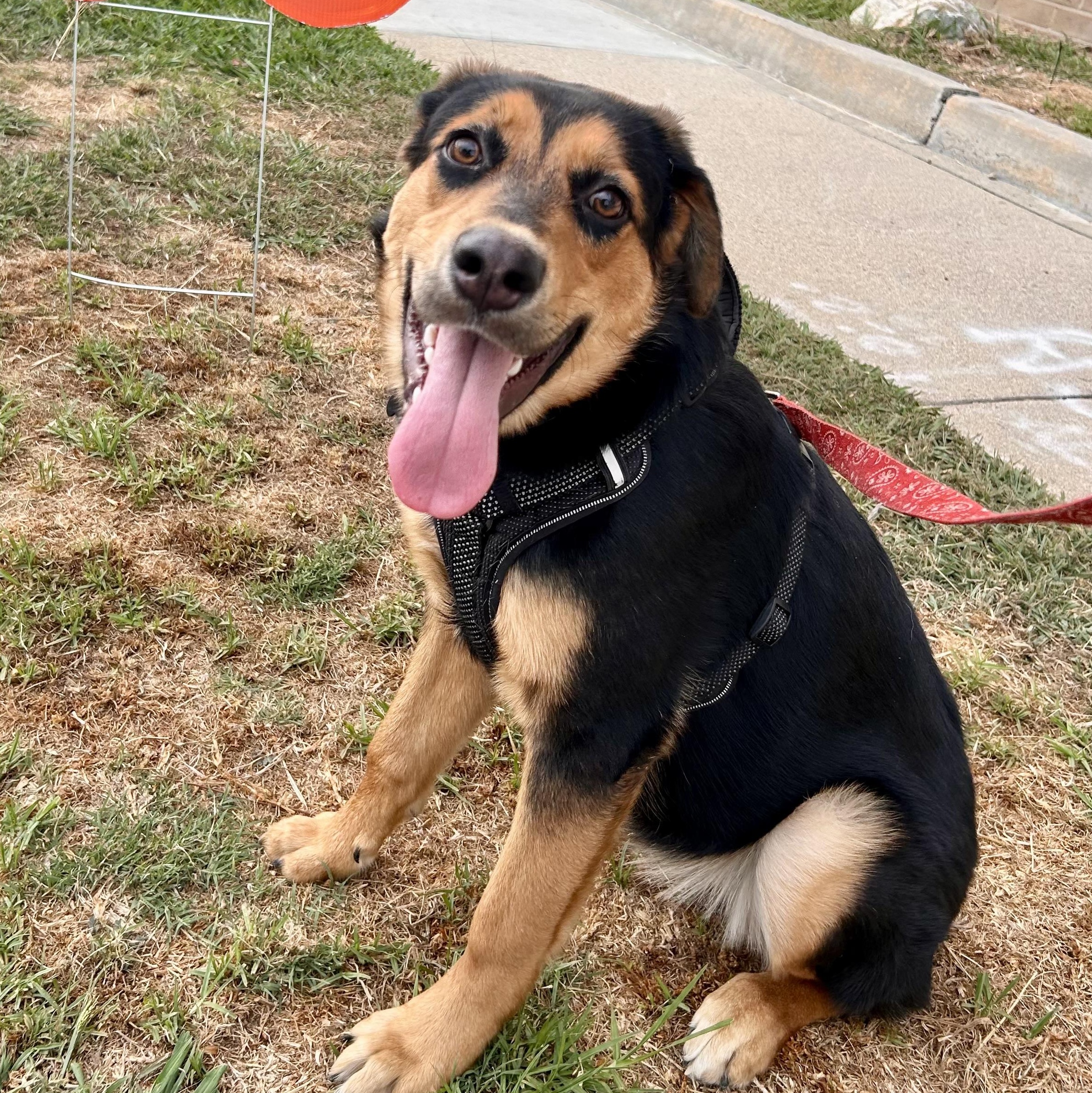 Enlarge Isabella, a Adoptable mixed breed in Carlsbad, CA image 2/5