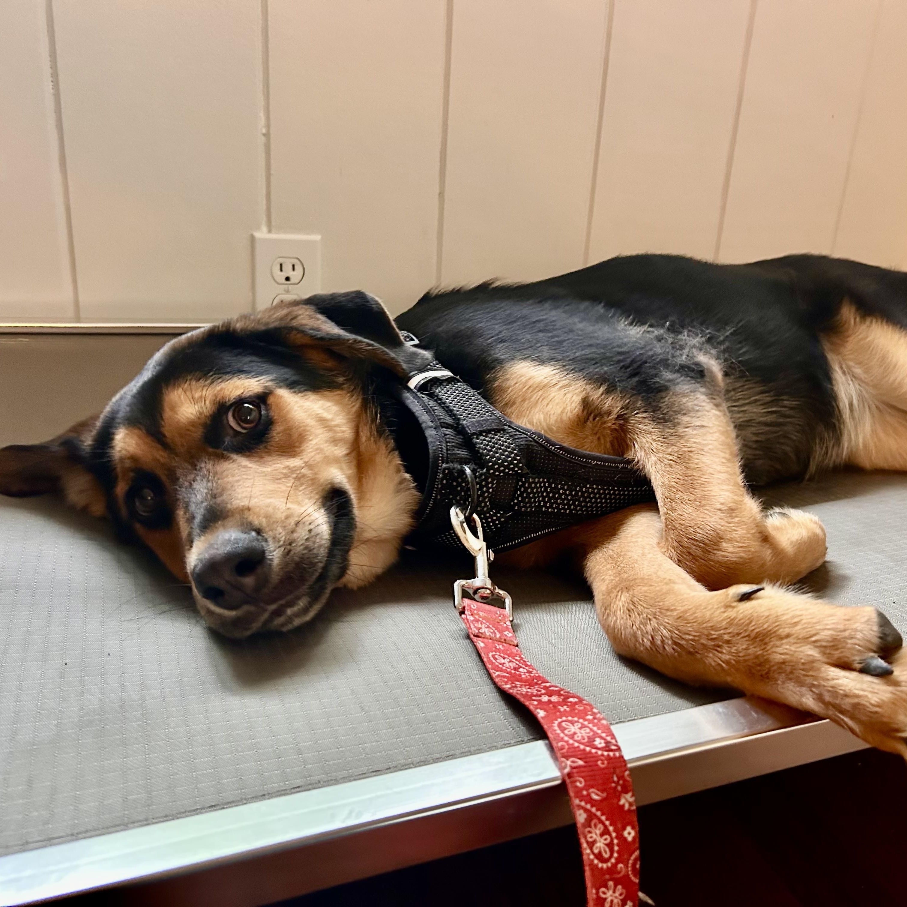 Enlarge Isabella, a Adoptable mixed breed in Carlsbad, CA image 4/5