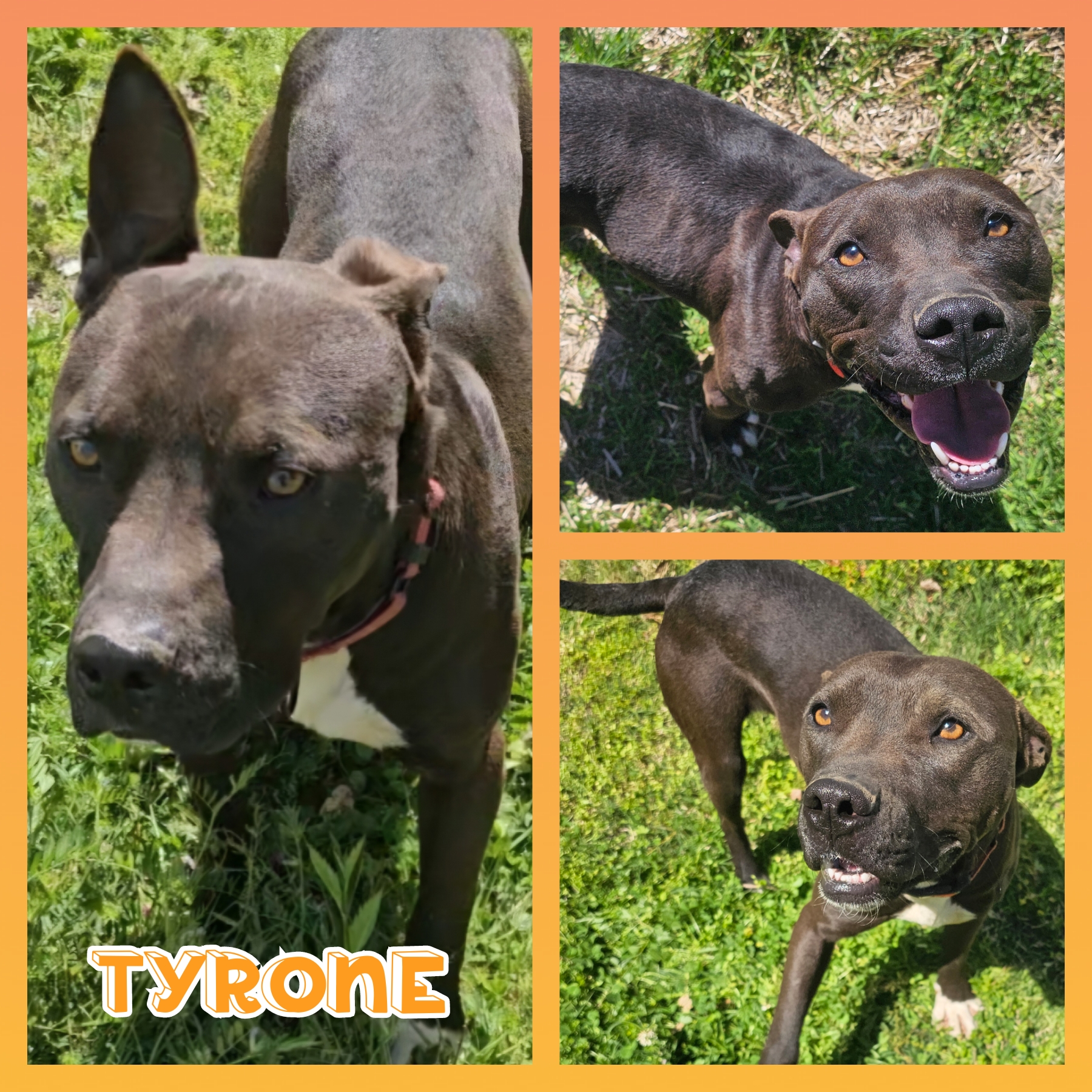 Tyrone, a Adoptable mixed breed in Blacksburg, SC image 1/5