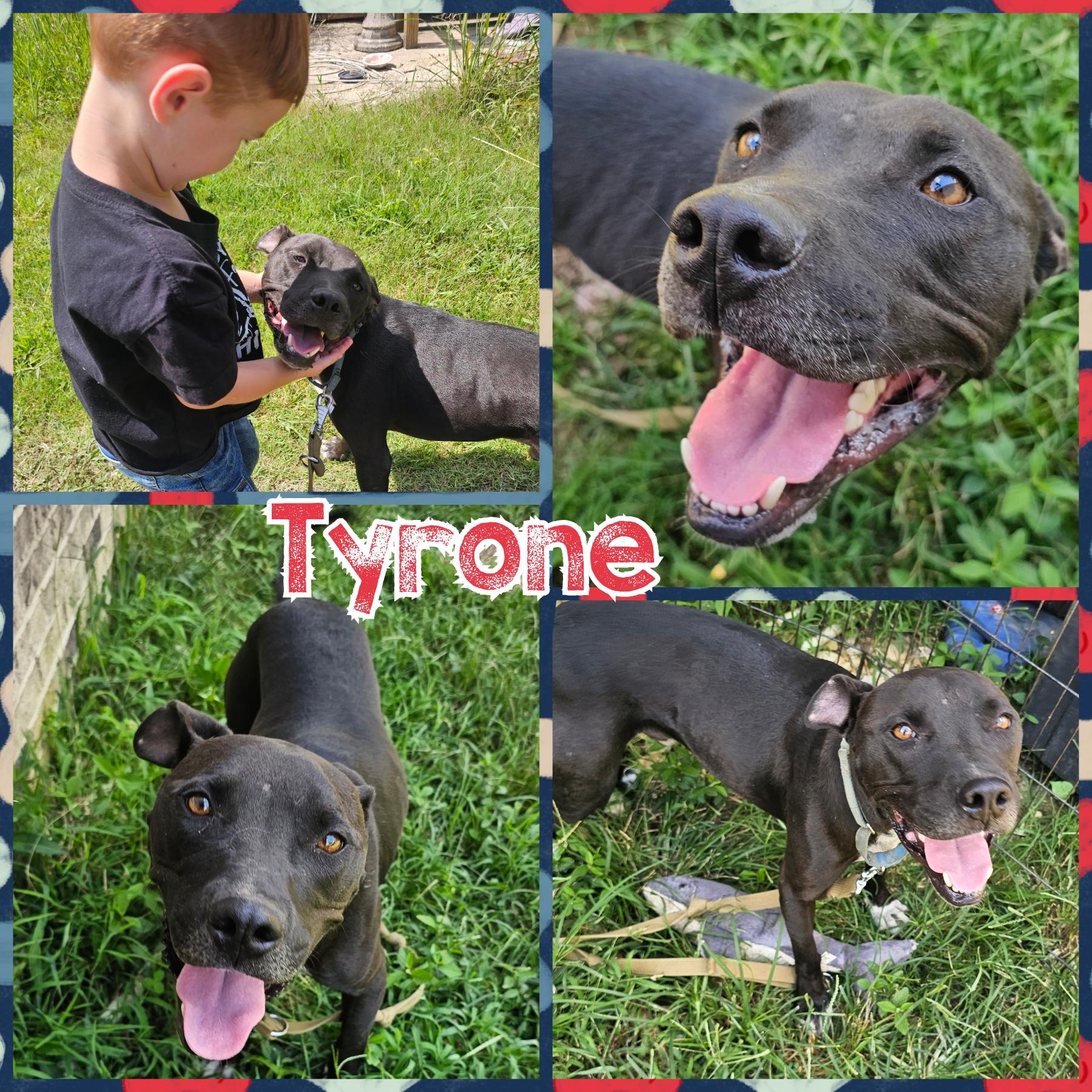 Tyrone, a Adoptable mixed breed in Blacksburg, SC image 2/5