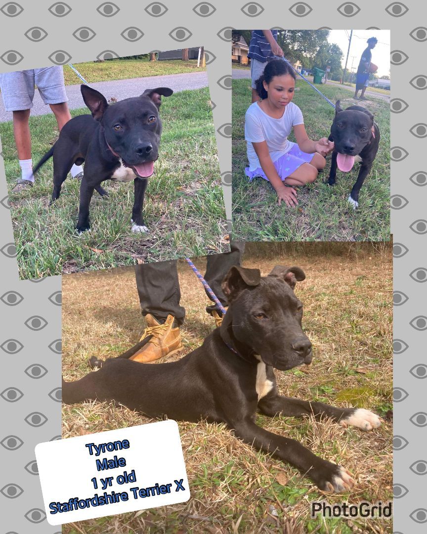 Tyrone, a Adoptable mixed breed in Blacksburg, SC image 5/5