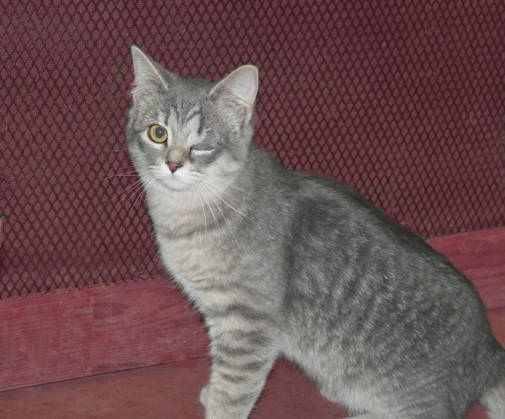 Faith, adoptable, Kitten Female Tabby & Domestic Short Hair.