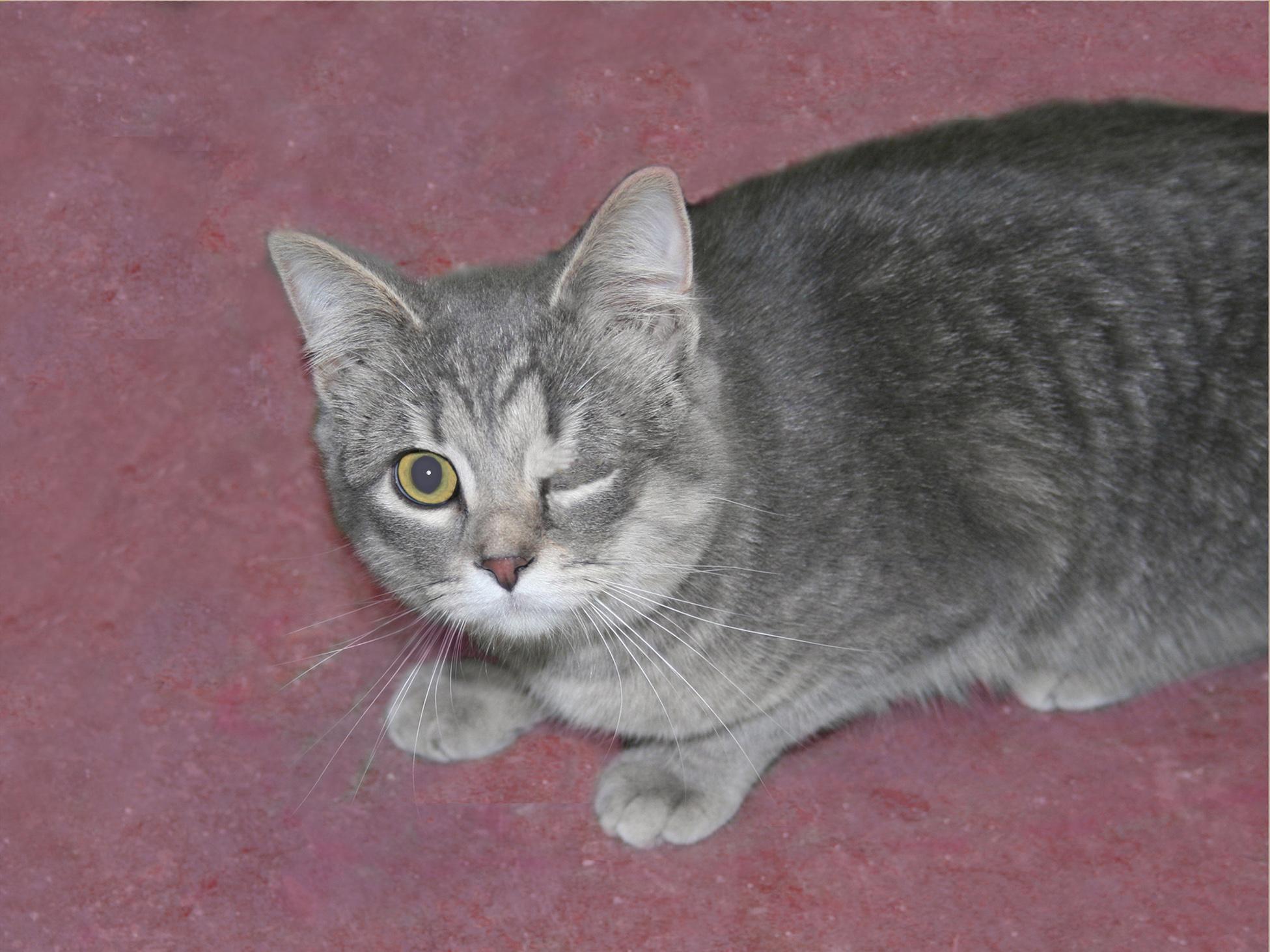 Faith, an adoptable mixed breed in Victoria, MN image 2/3