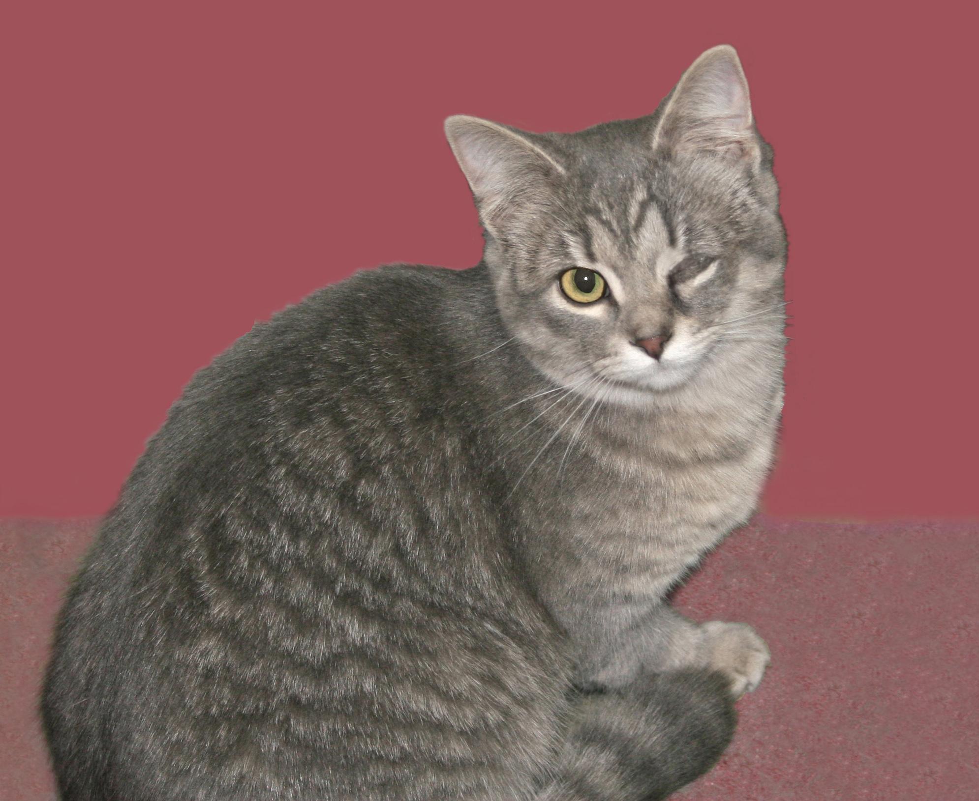 Faith, an adoptable mixed breed in Victoria, MN image 3/3