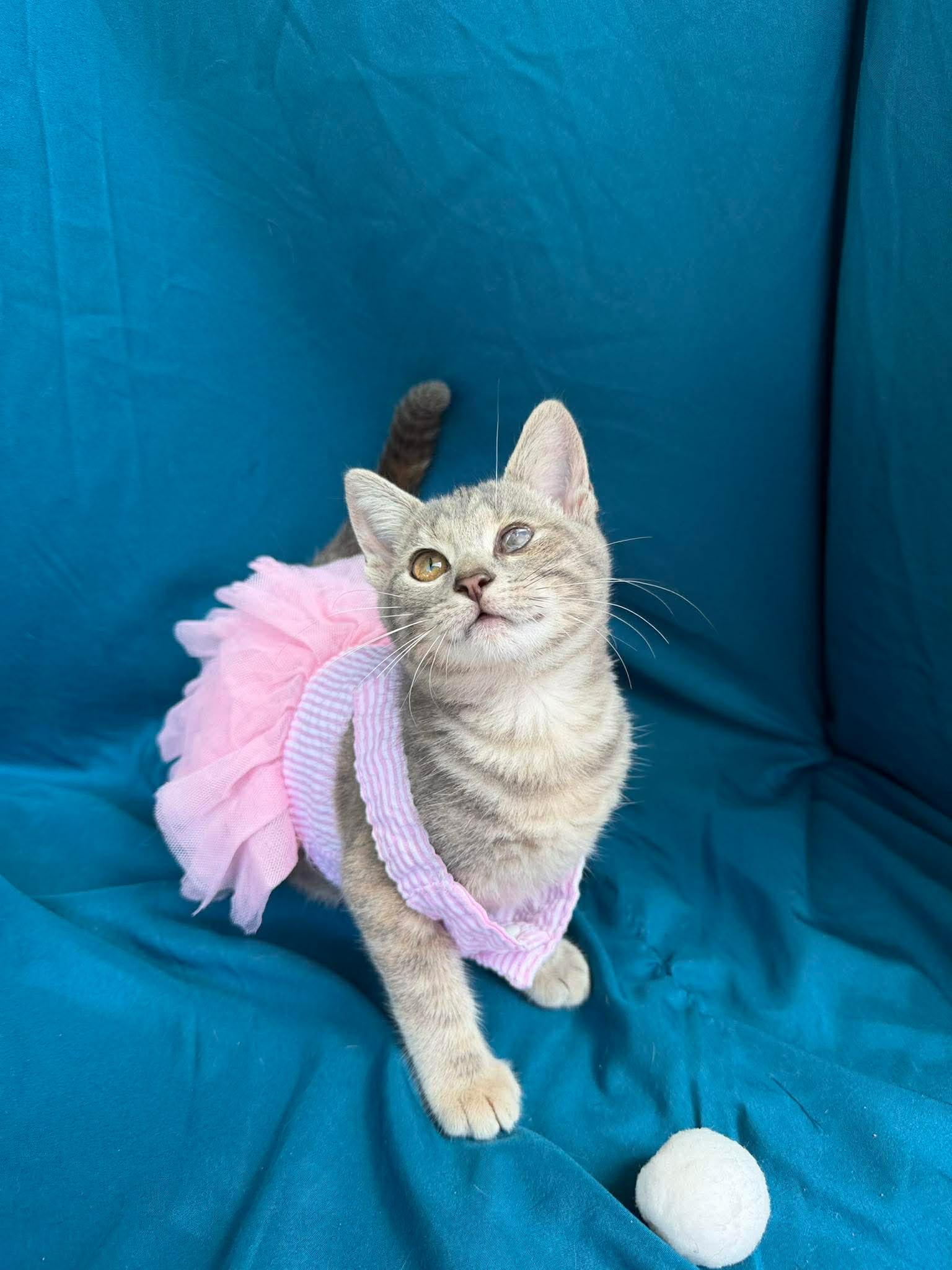 Azula, ADOPTABLE, Young Female Domestic Short Hair.