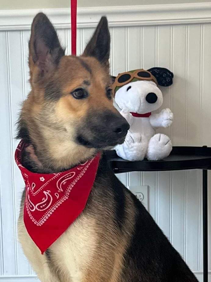 Alayla, a Adoptable German Shepherd Dog in Old Westbury, NY image 1/6