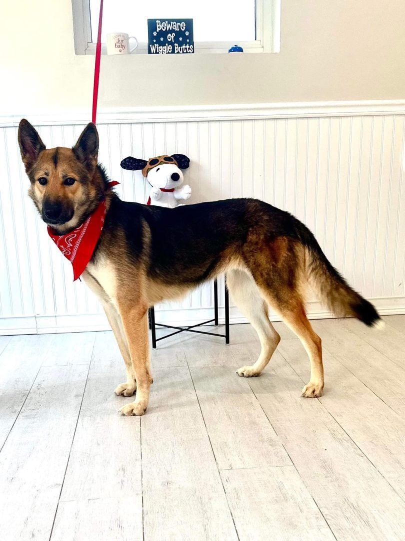 Alayla, a Adoptable German Shepherd Dog in Old Westbury, NY image 2/6