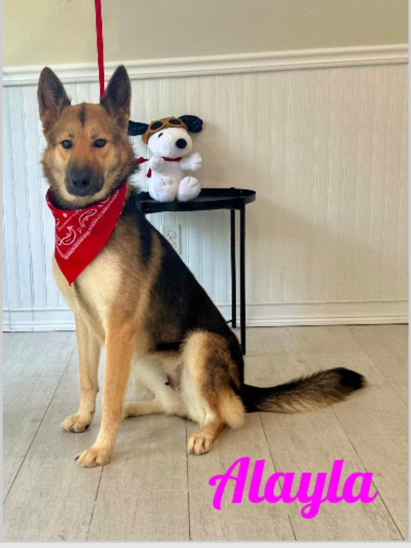 Alayla, a Adoptable German Shepherd Dog in Old Westbury, NY image 3/6