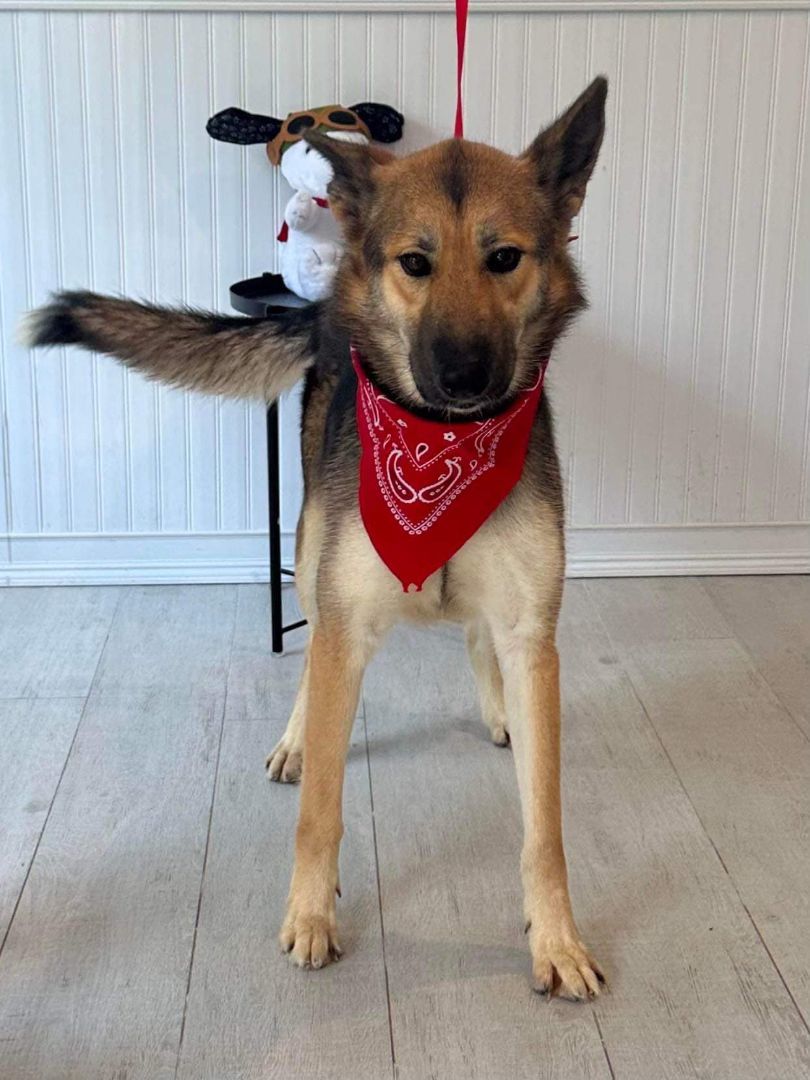 Alayla, a Adoptable German Shepherd Dog in Old Westbury, NY image 4/6