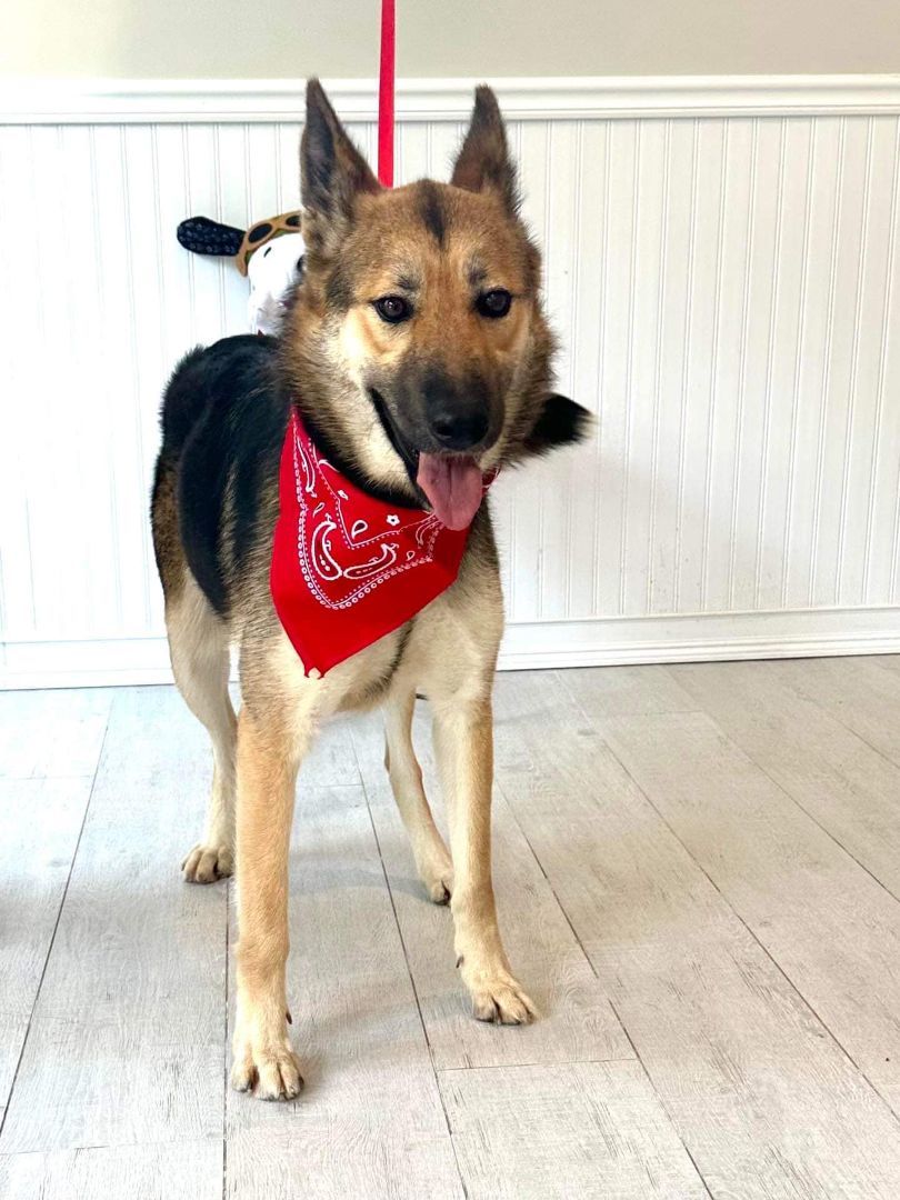 Alayla, a Adoptable German Shepherd Dog in Old Westbury, NY image 5/6