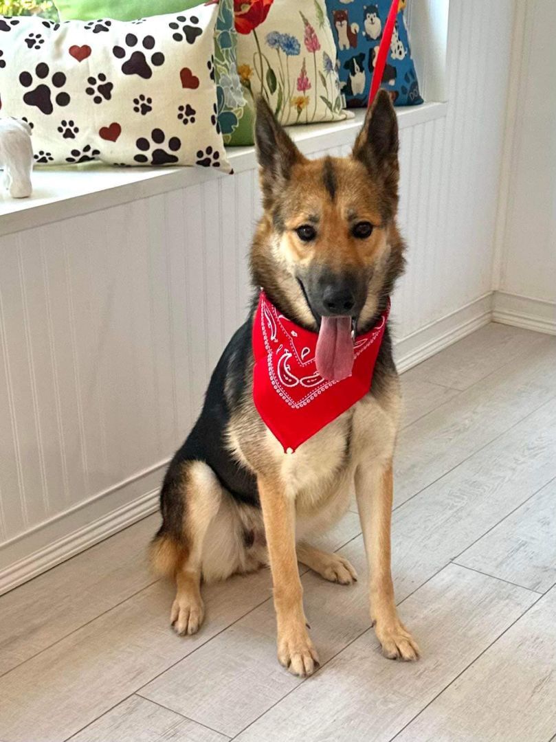 Alayla, a Adoptable German Shepherd Dog in Old Westbury, NY image 6/6