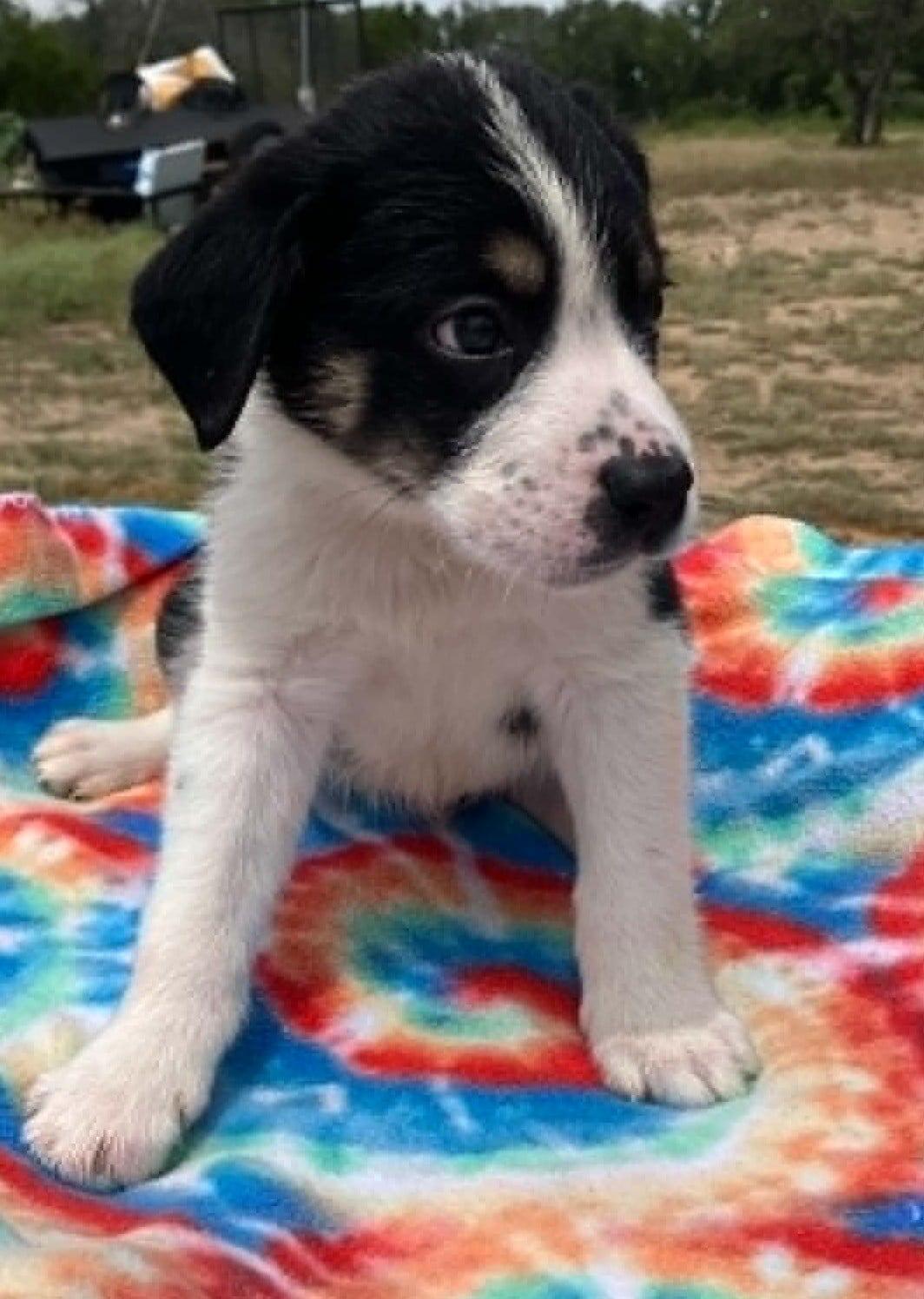Enlarge Turnip, a ADOPTABLE mixed breed in Temple, TX image 2/4