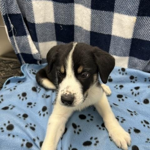 Enlarge Turnip, a ADOPTABLE mixed breed in Temple, TX image 1/4