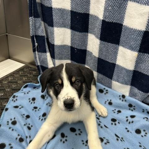 Enlarge Turnip, a ADOPTABLE mixed breed in Temple, TX image 2/4