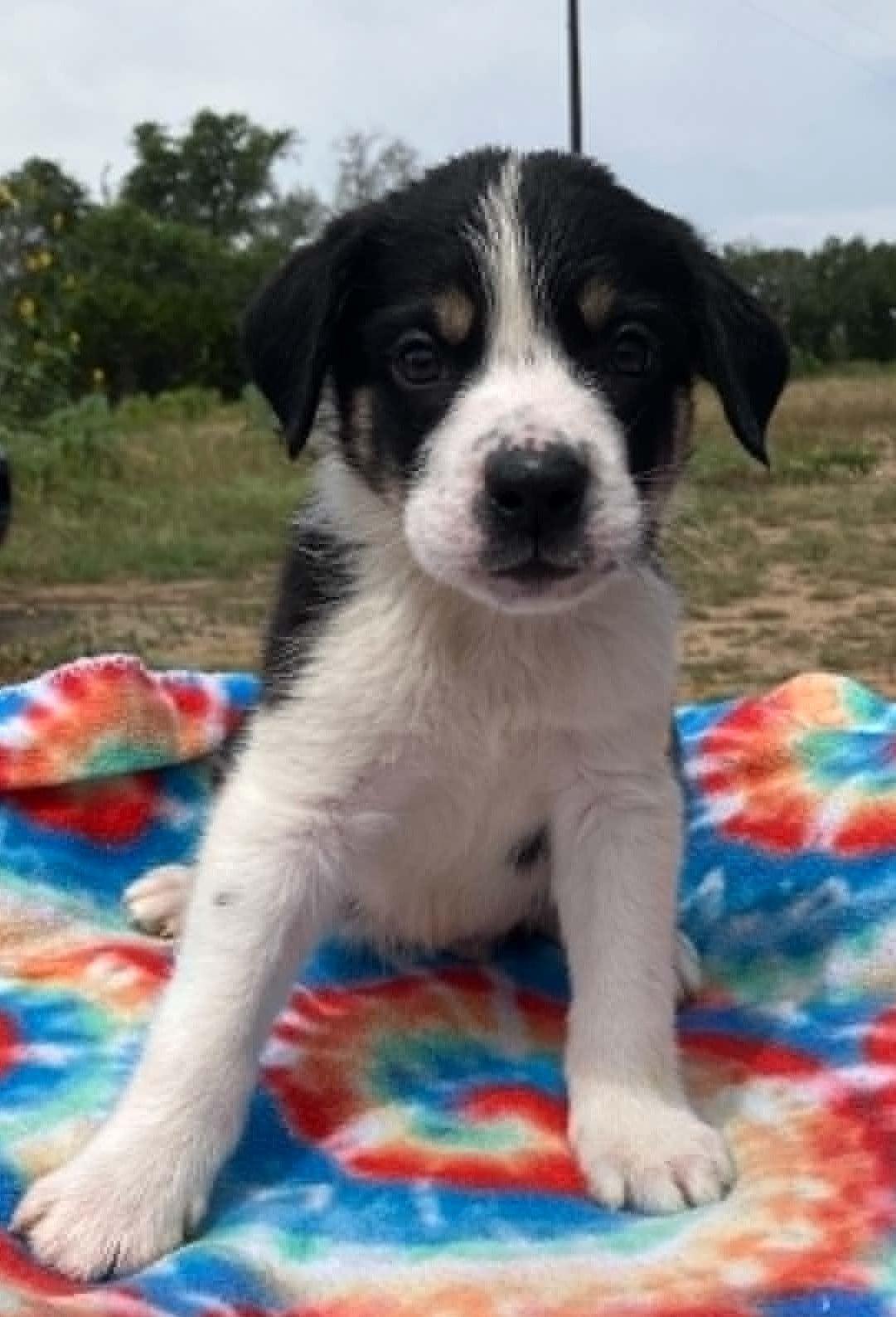 Enlarge Turnip, a ADOPTABLE mixed breed in Temple, TX image 1/4