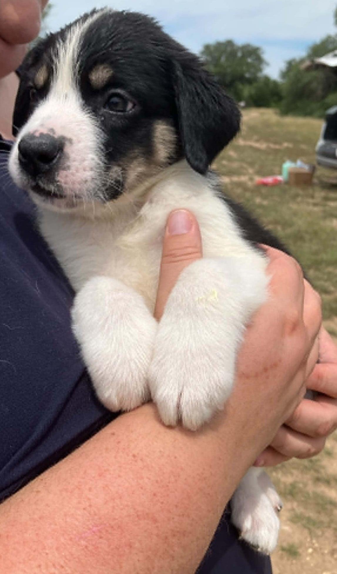 Enlarge Turnip, a ADOPTABLE mixed breed in Temple, TX image 3/4
