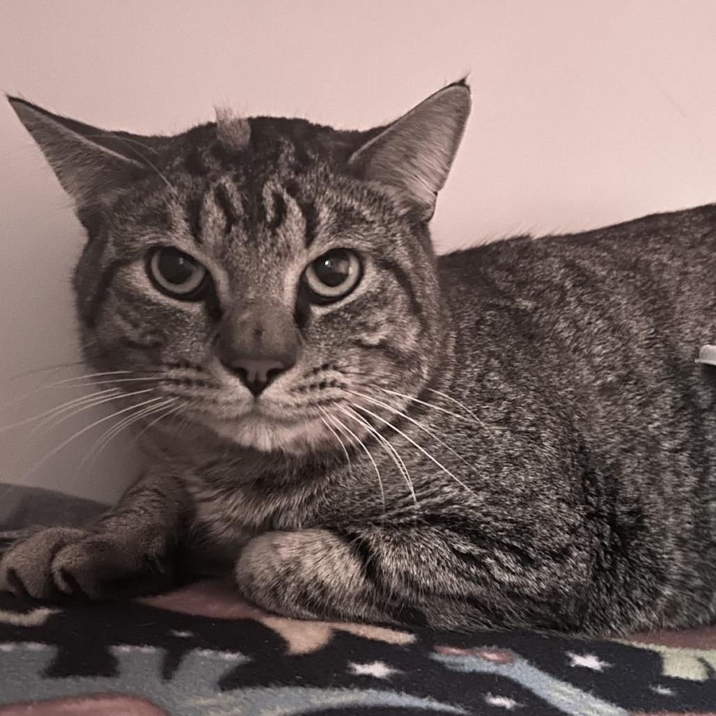 Gumbo, Adoptable, Adult Male Domestic Short Hair.