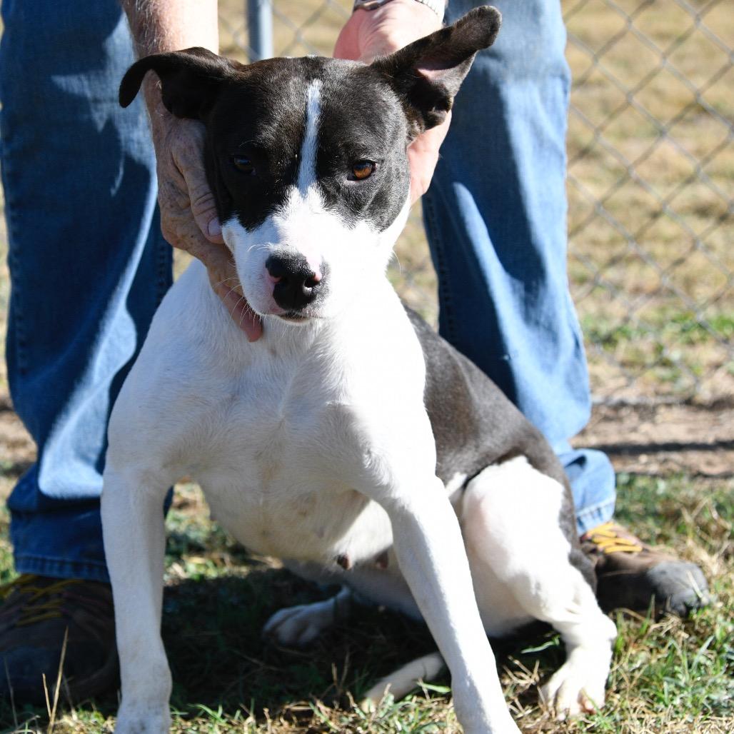 Betty B, Adoptable, Young Female Terrier.