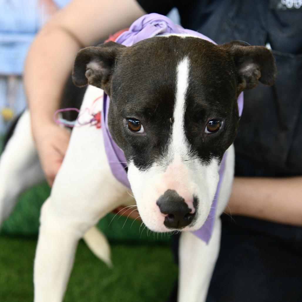 Betty B, a Adoptable mixed breed in Floresville, TX image 2/6