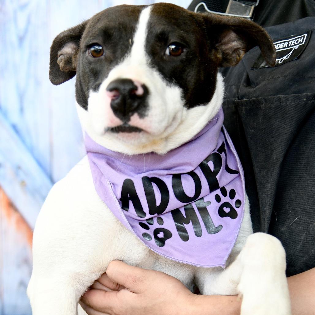 Betty B, a Adoptable mixed breed in Floresville, TX image 3/6