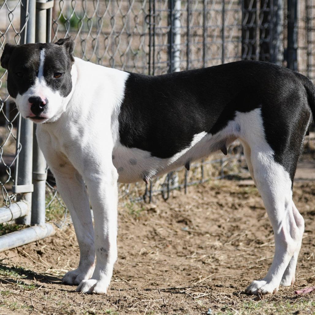 Betty B, a Adoptable mixed breed in Floresville, TX image 4/6