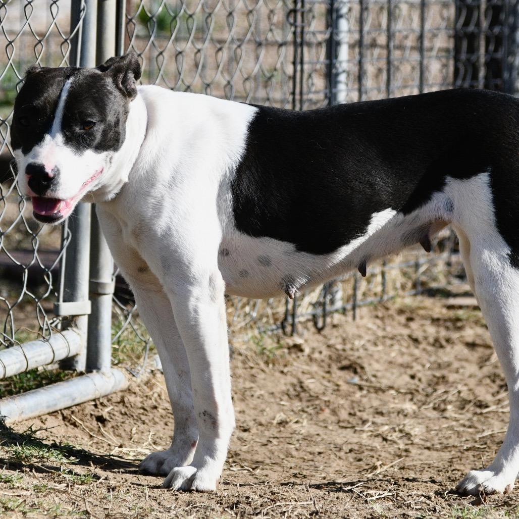 Betty B, a Adoptable mixed breed in Floresville, TX image 5/6