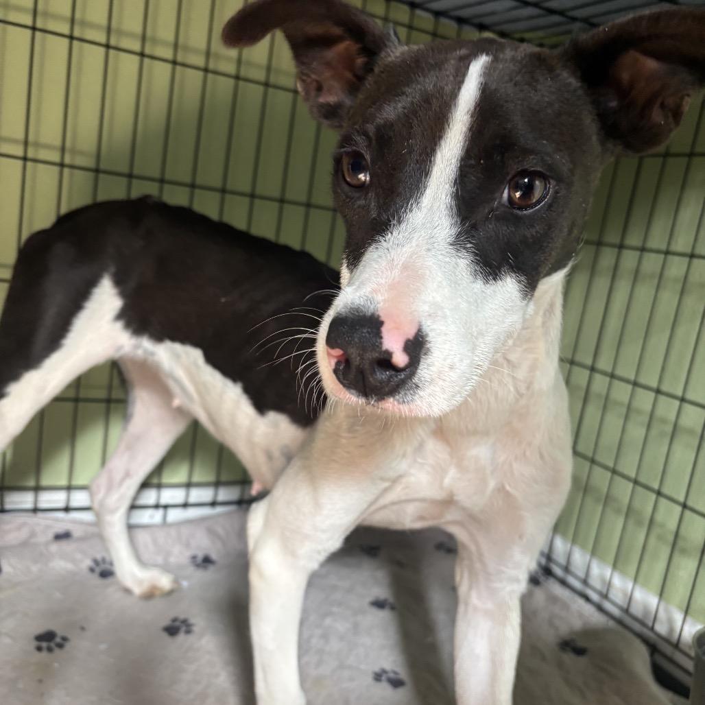 Betty B, a Adoptable mixed breed in Floresville, TX image 6/6