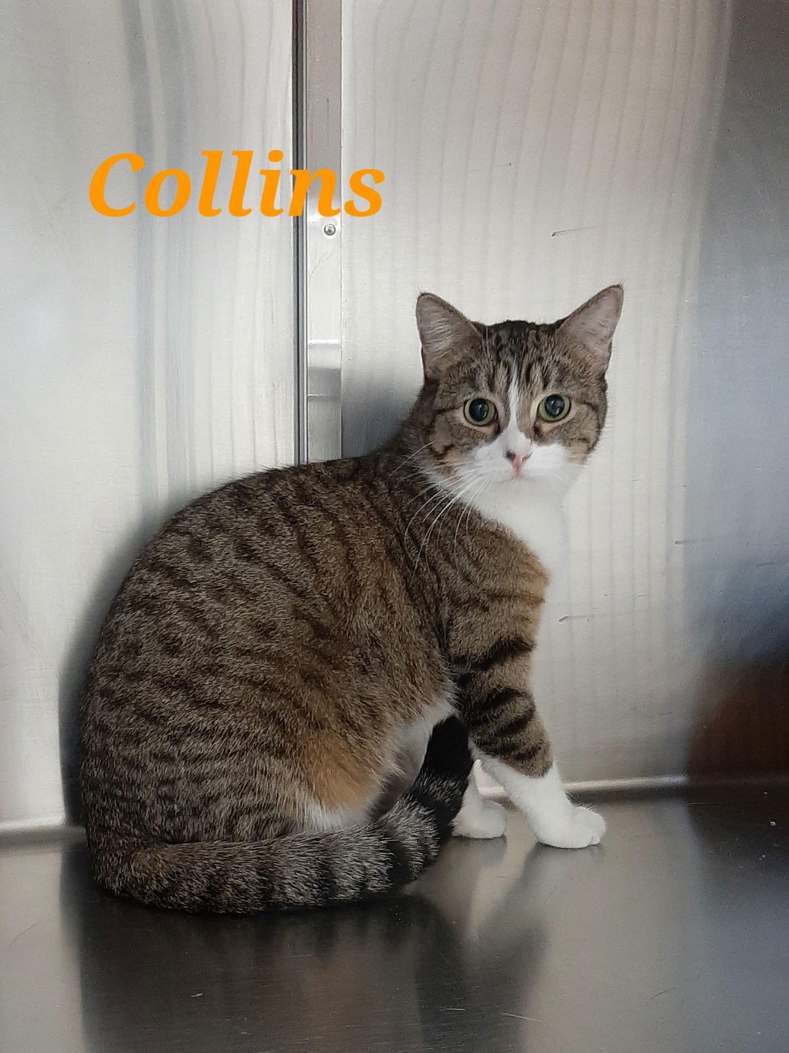 Collins