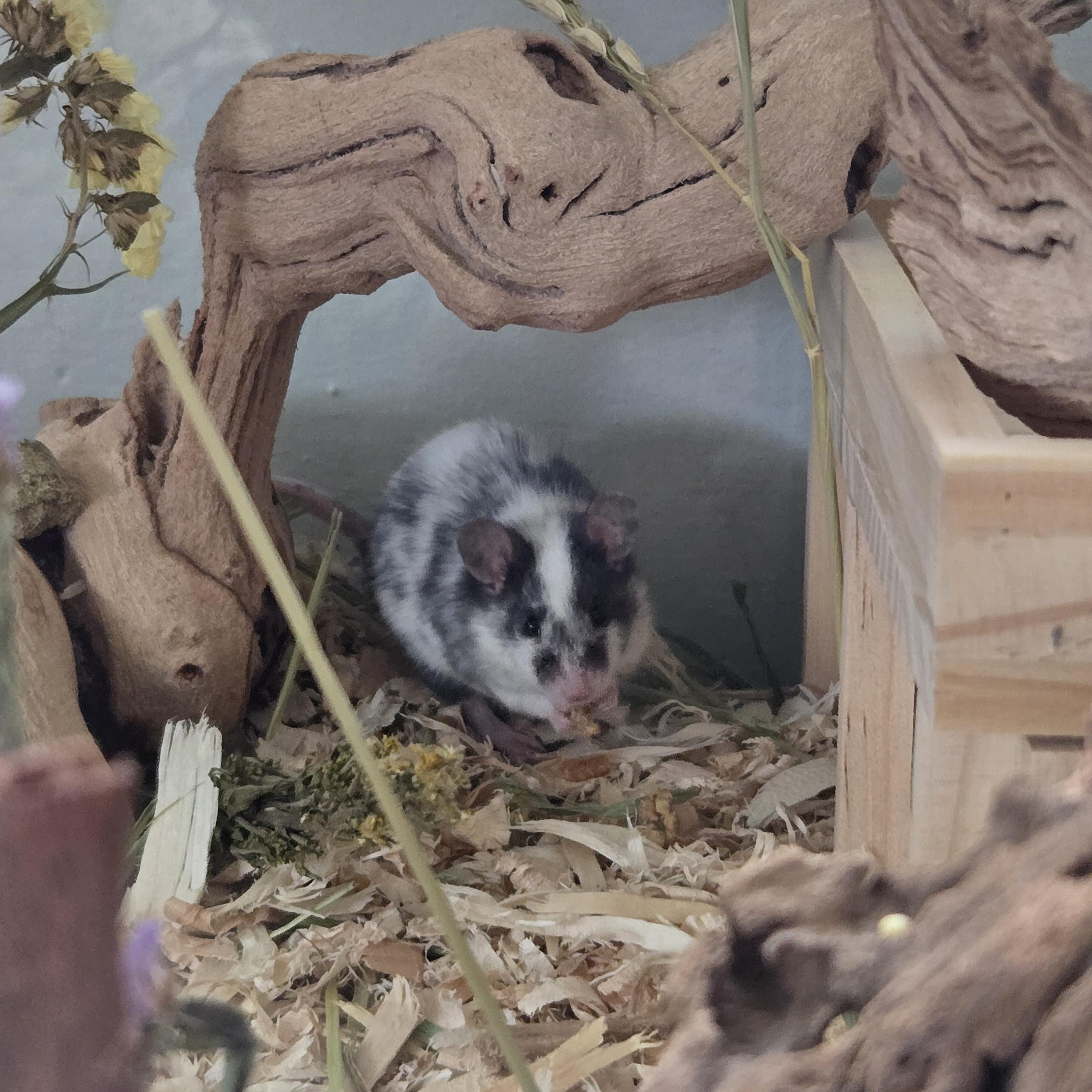Blue Cheese & Milktank, adopted, Adult Female Mouse.