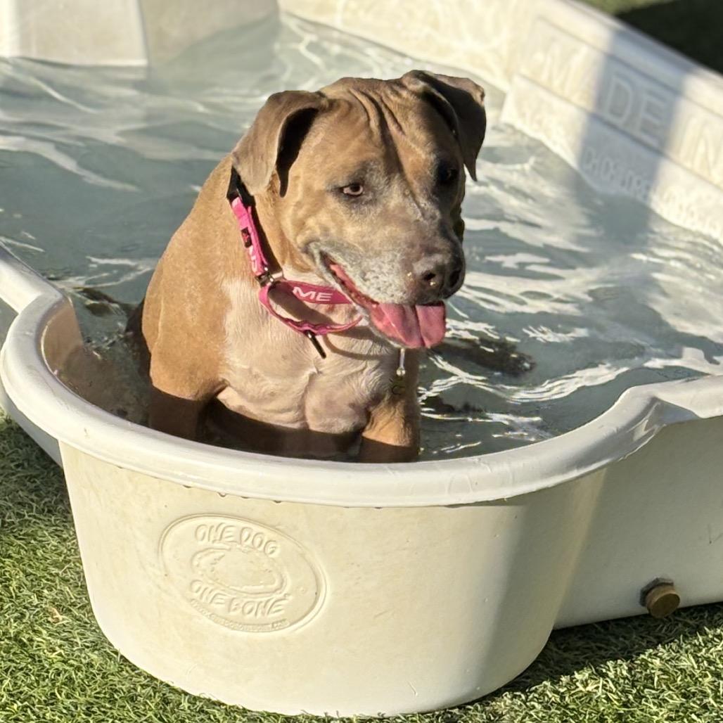 Stevie Licks, Adoptable, Adult Female Pit Bull Terrier.