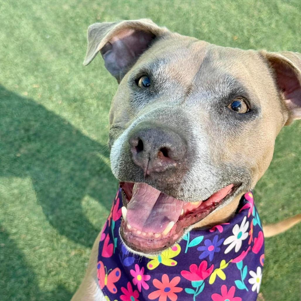 Stevie Licks, a Adoptable Pit Bull Terrier in Henderson, NV image 2/6