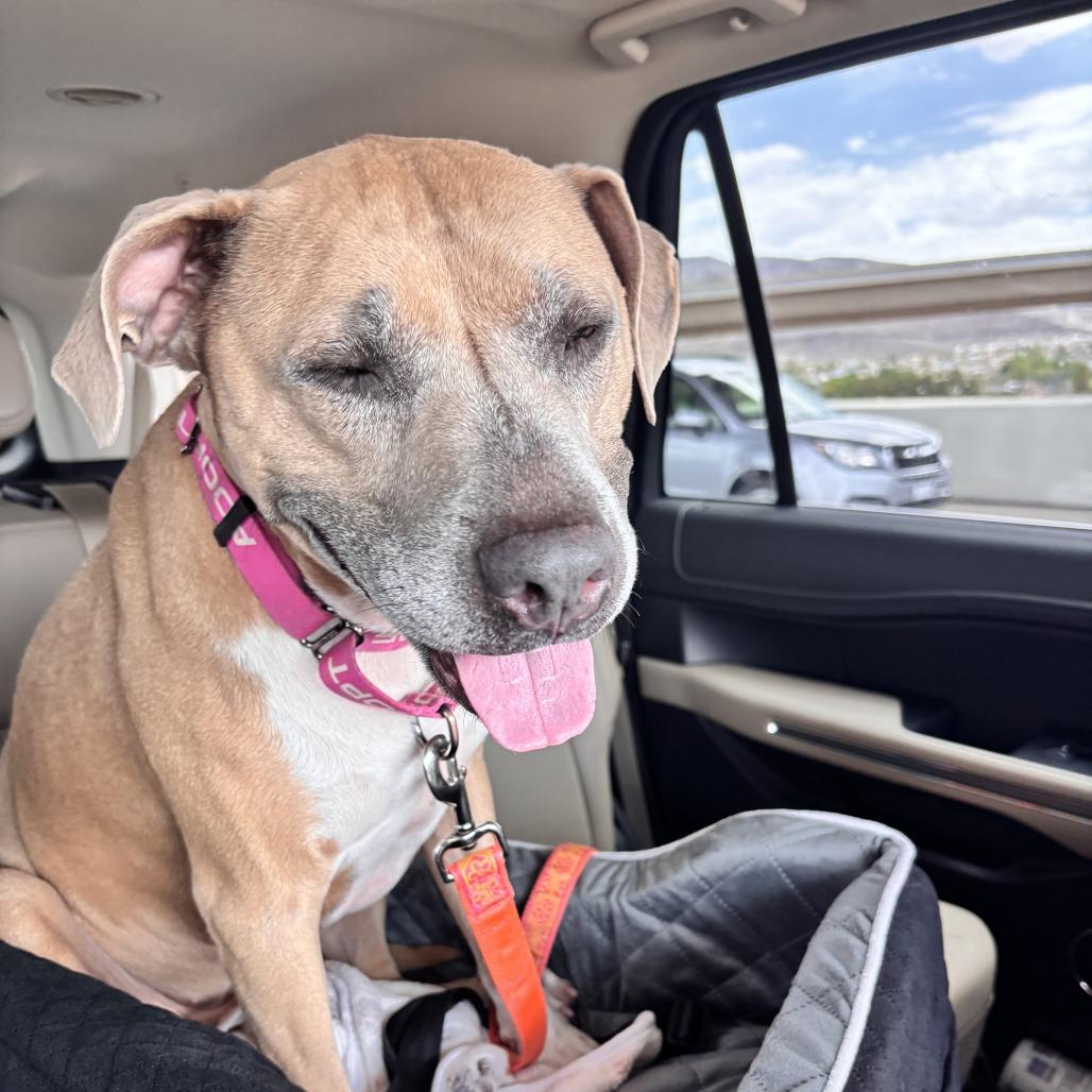 Stevie Licks, a Adoptable Pit Bull Terrier in Henderson, NV image 4/6
