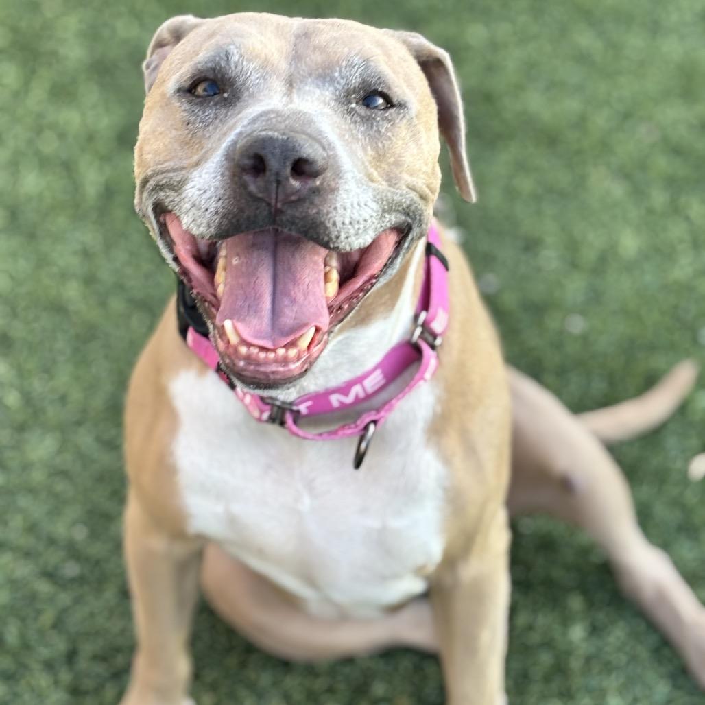 Stevie Licks, a Adoptable Pit Bull Terrier in Henderson, NV image 5/6