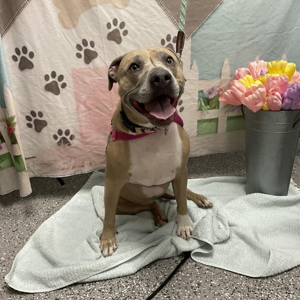 Stevie Licks, a Adoptable Pit Bull Terrier in Henderson, NV image 6/6
