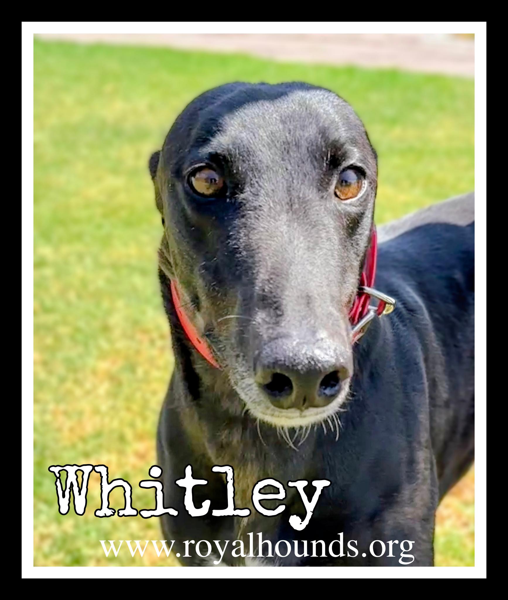 Whitley, ADOPTABLE, Adult Male Greyhound.