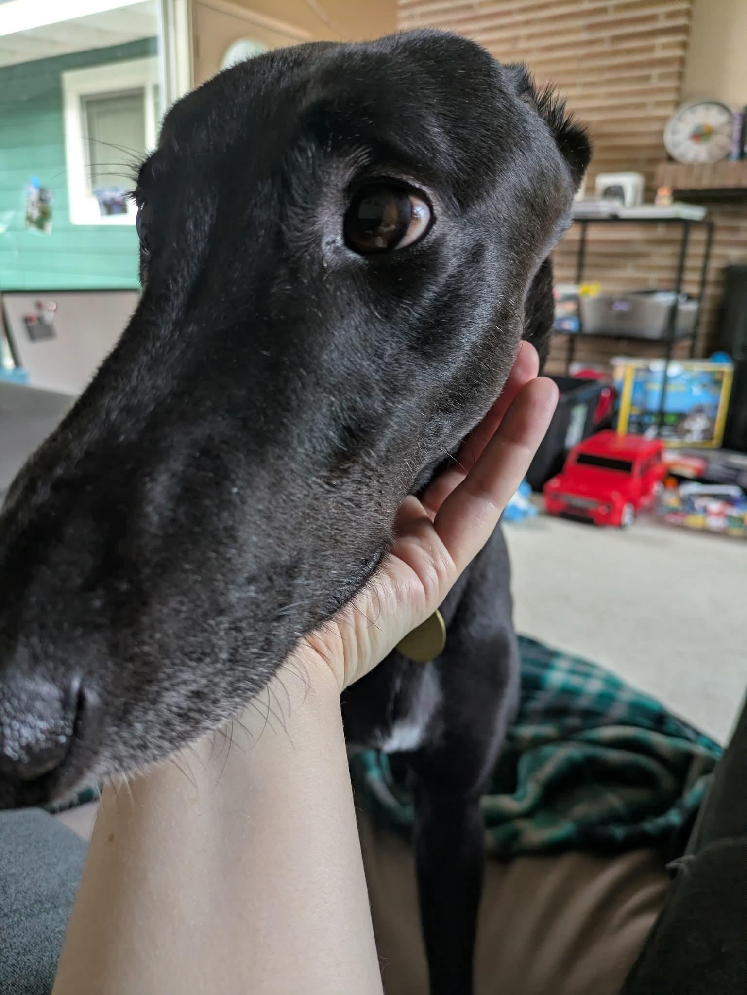 Enlarge Whitley, a ADOPTABLE Greyhound in Seattle, WA image 4/4