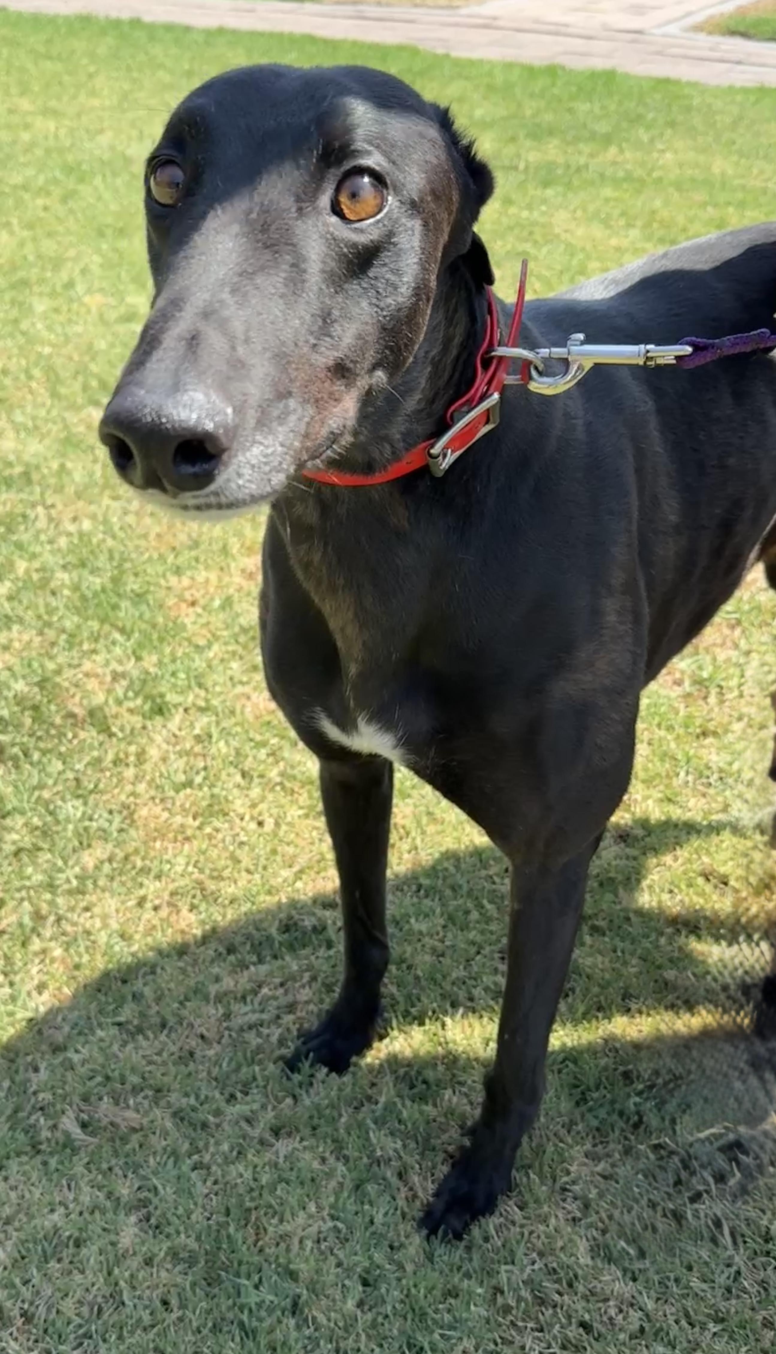 Enlarge Whitley, a ADOPTABLE Greyhound in Seattle, WA image 2/3