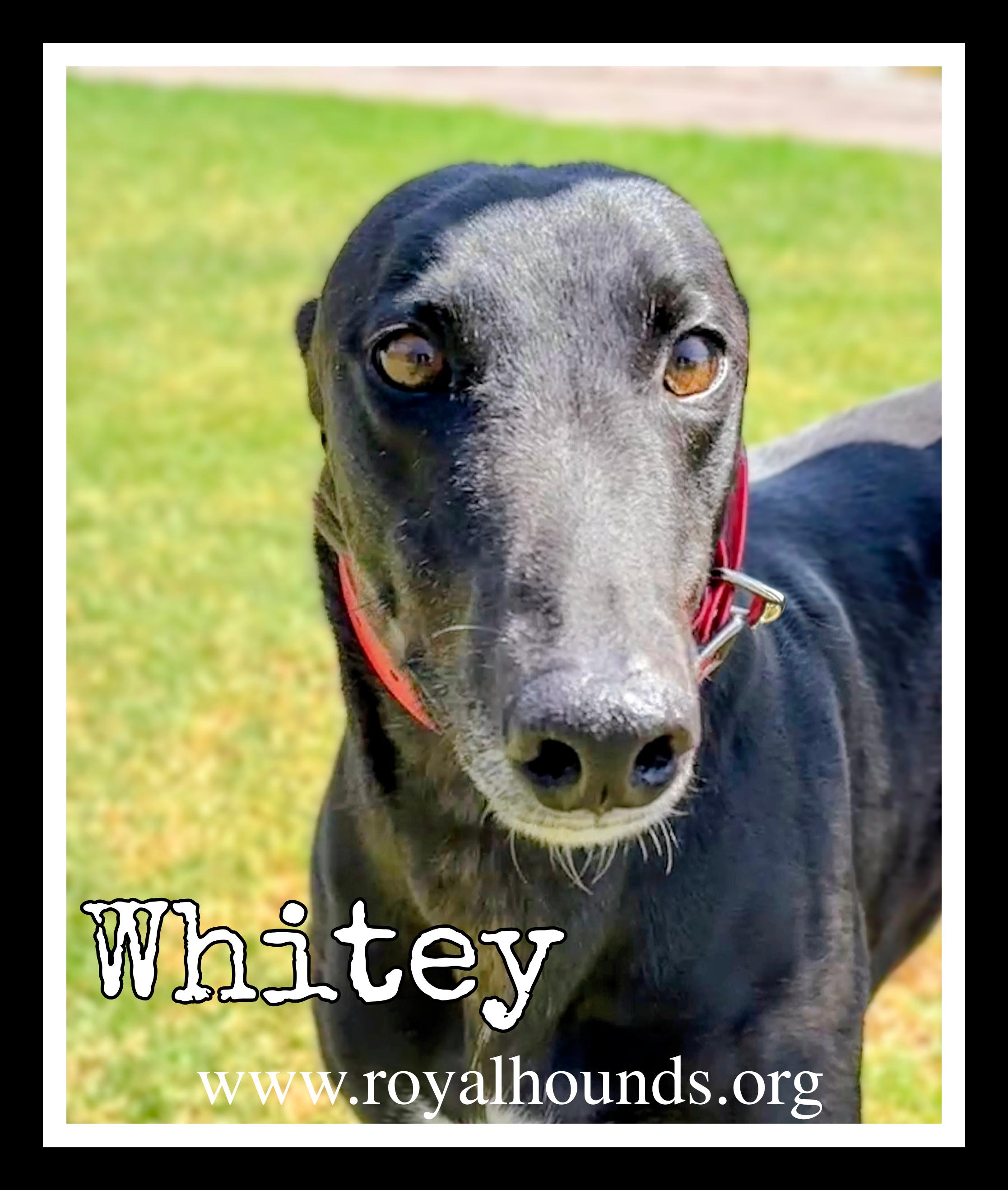 Enlarge Whitey, a ADOPTABLE Greyhound in Seattle, WA image 1/1