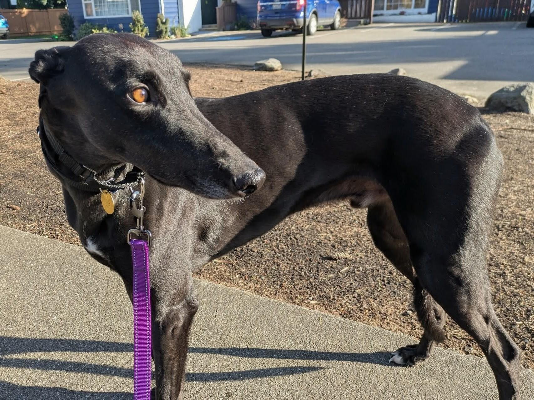Enlarge Whitley, a ADOPTABLE Greyhound in Seattle, WA image 3/3