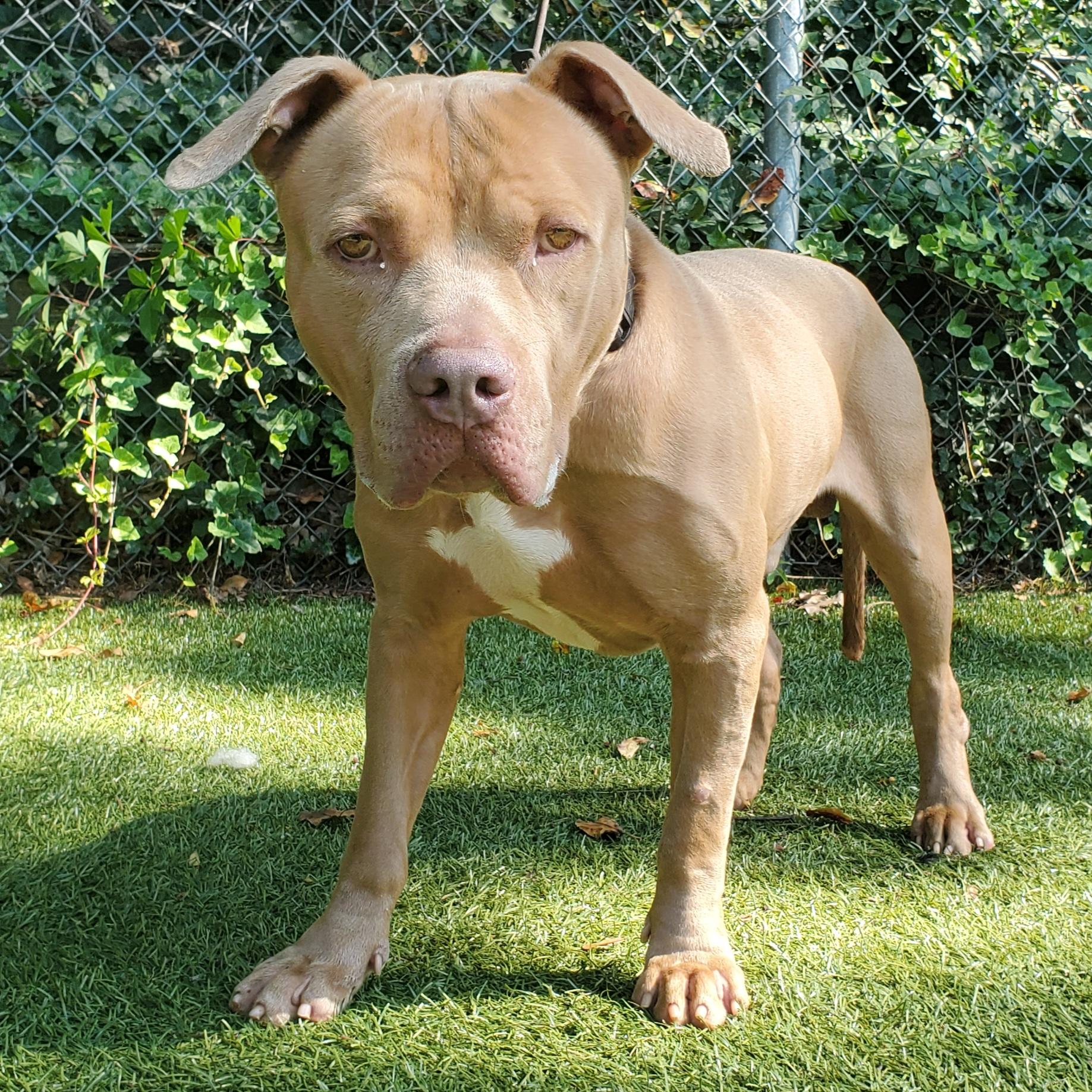 Enlarge Kingsly, a Adoptable Pit Bull Terrier in Port Washington, NY image 1/4