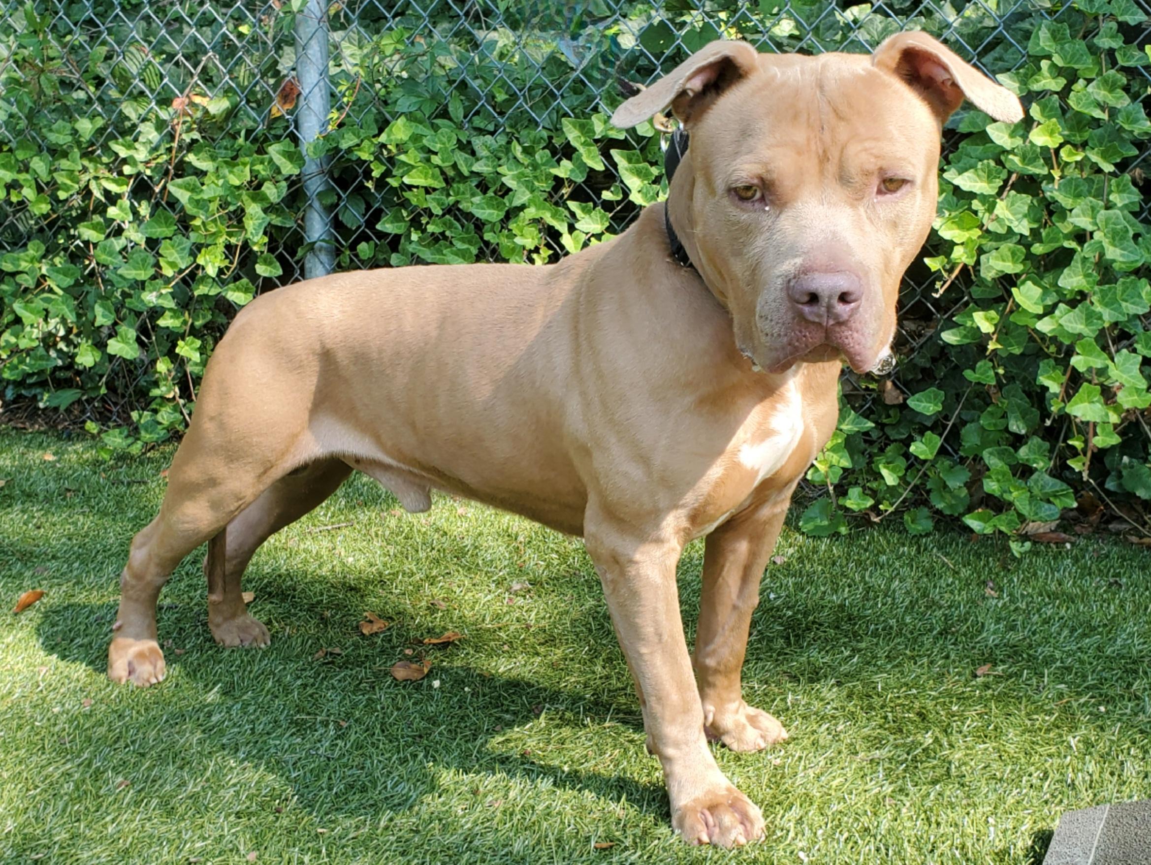 Enlarge Kingsly, a Adoptable Pit Bull Terrier in Port Washington, NY image 2/4