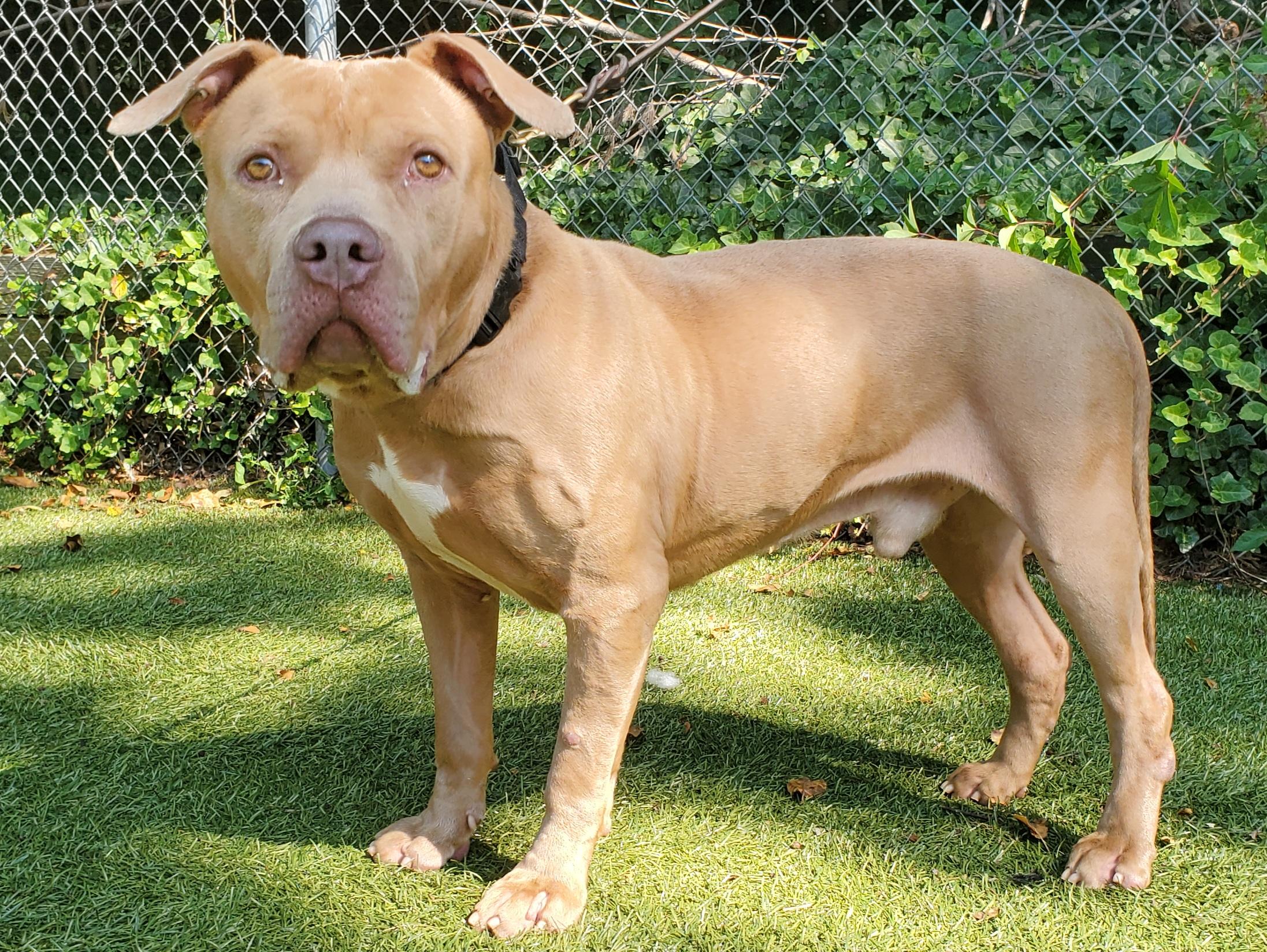 Enlarge Kingsly, a Adoptable Pit Bull Terrier in Port Washington, NY image 3/4