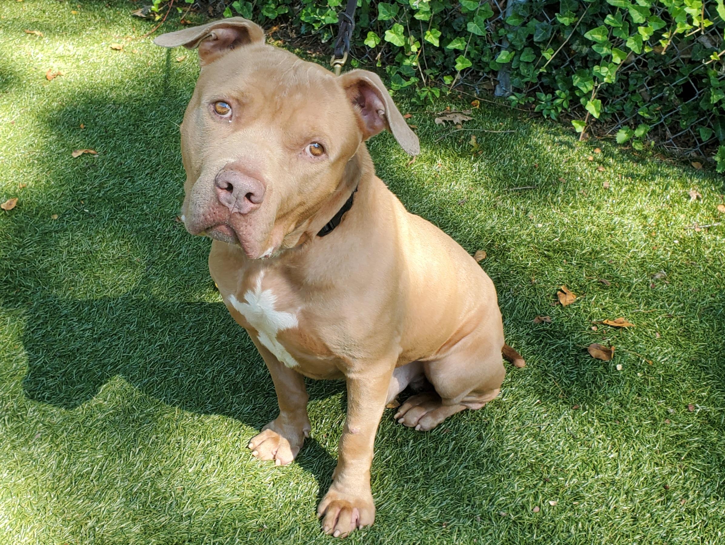 Enlarge Kingsly, a Adoptable Pit Bull Terrier in Port Washington, NY image 4/4