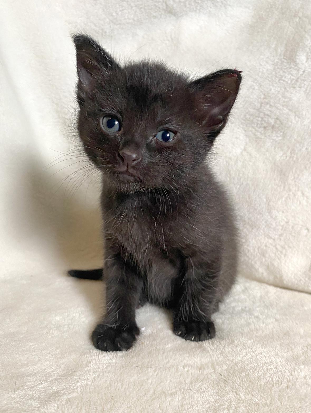 Jade, an adoptable Domestic Short Hair, Burmese in Columbus, OH, 43221 | Photo Image 2
