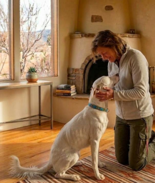 FROSTY (enucleatized), ADOPTABLE, Adult Male Australian Shepherd.