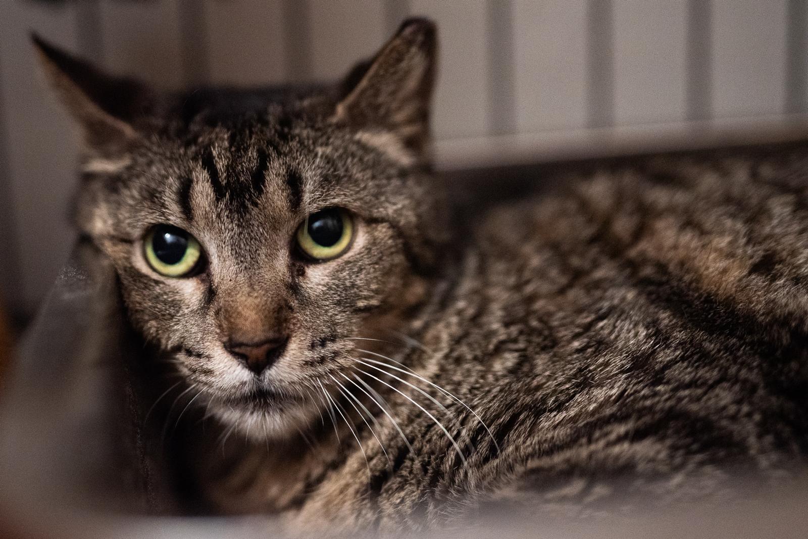 Rose, Adult Female American Shorthair